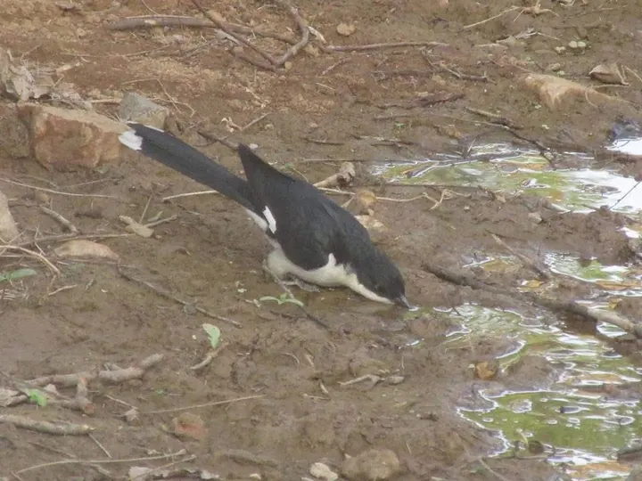 A sip from the puddle