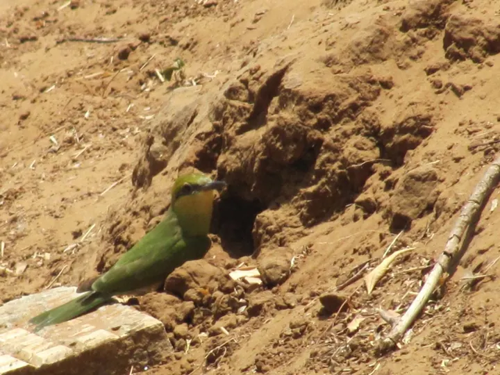 Bee-eater at its burrow