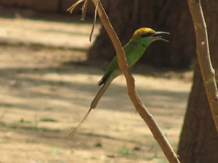 Bee-eater, mid-song