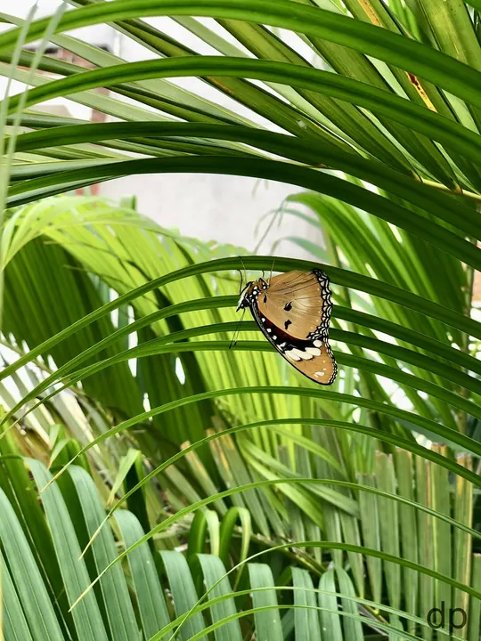 Butterfly in the palms
