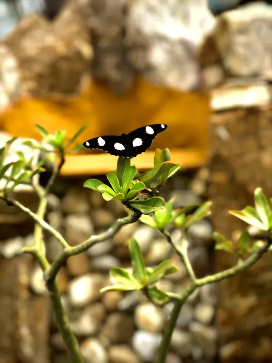 Spots on a desert rose