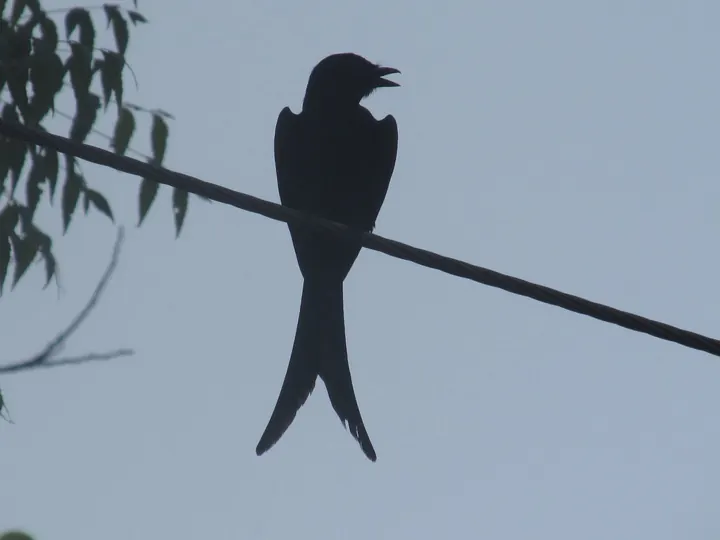 Drongo, mid-call