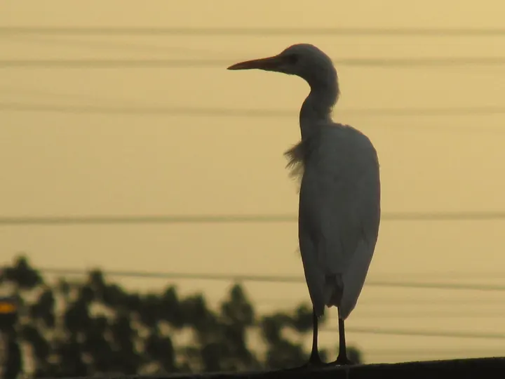 Egret at golden hour