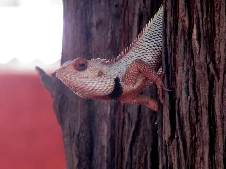 Garden lizard