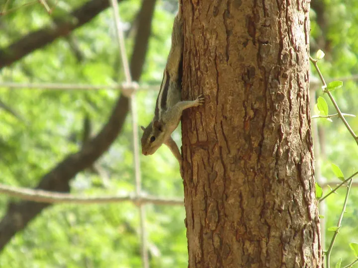 Palm squirrel, headfirst