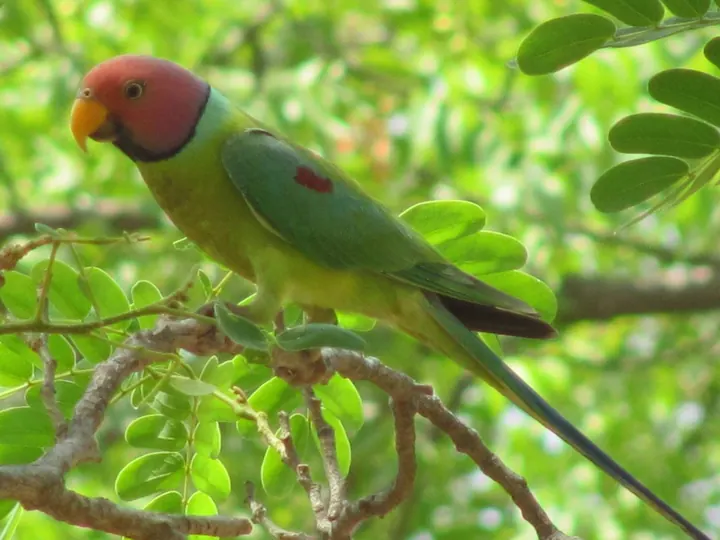 Plum-headed parakeet
