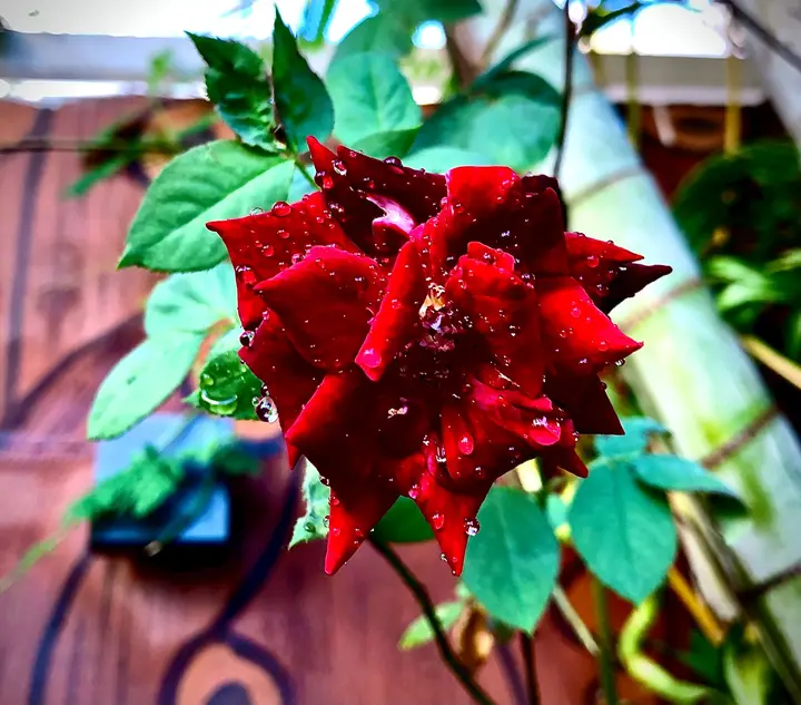 Rose after the rain