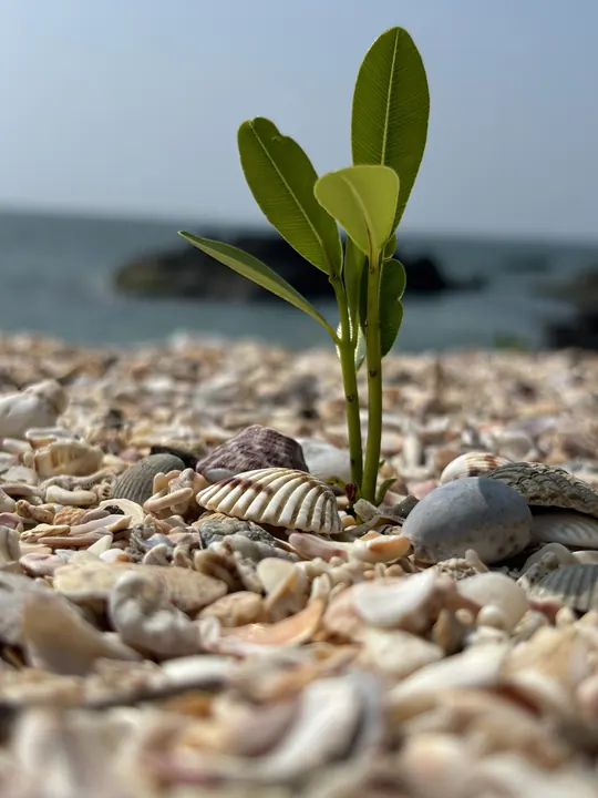 Sprout, sea behind