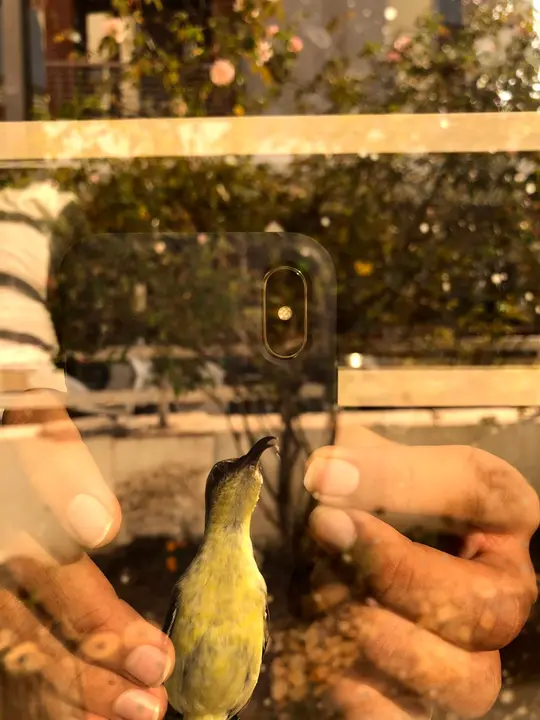 A sunbird meets my phone