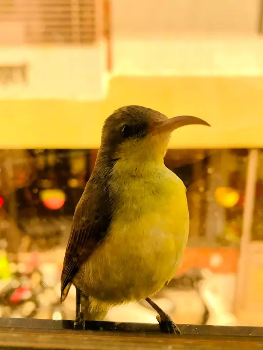Sunbird in golden light