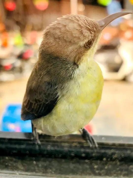 Sunbird, up close