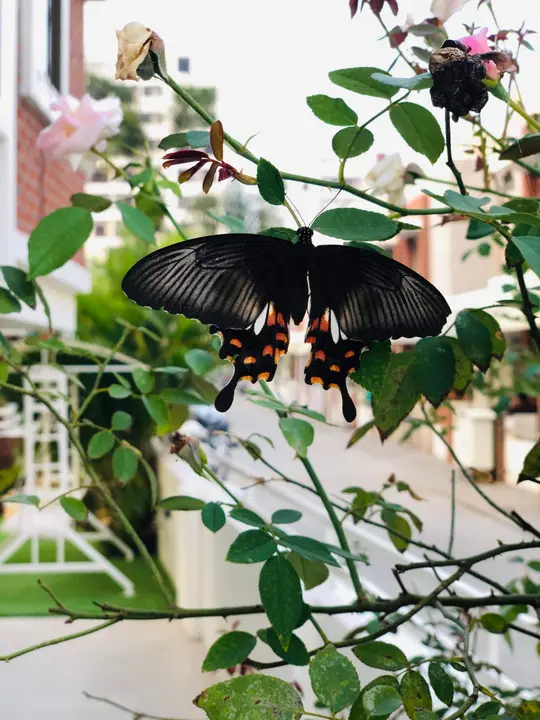 Swallowtail on the roses