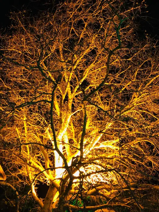 Tree in lamplight