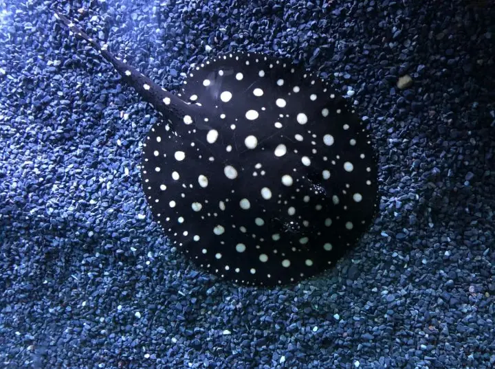 A spotted stingray