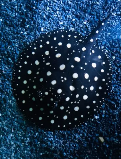 The stingray, in the blue