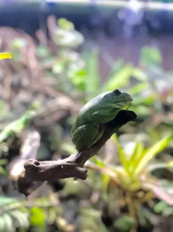 A tree frog on a branch